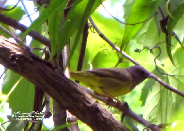 Mourning Warbler
